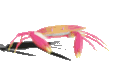 hexcrab-party