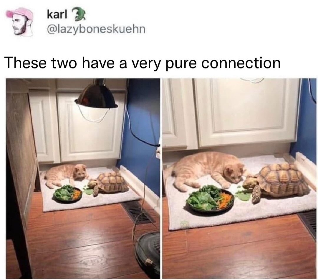 NiceMemes-46204626