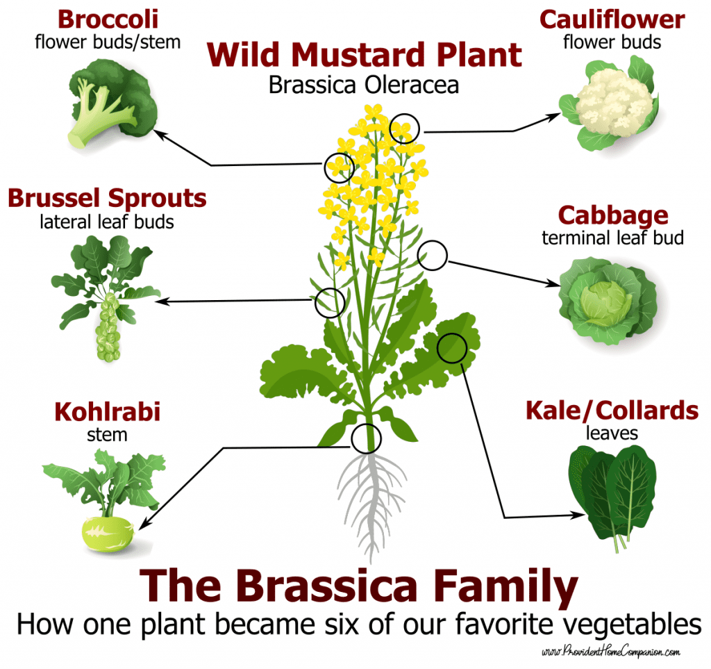 Illustration of how the wild mustard plant was turned into broccoli, brussel sprouts, kohlrabi, cauliflower, cabbage and kale through artificial selection.