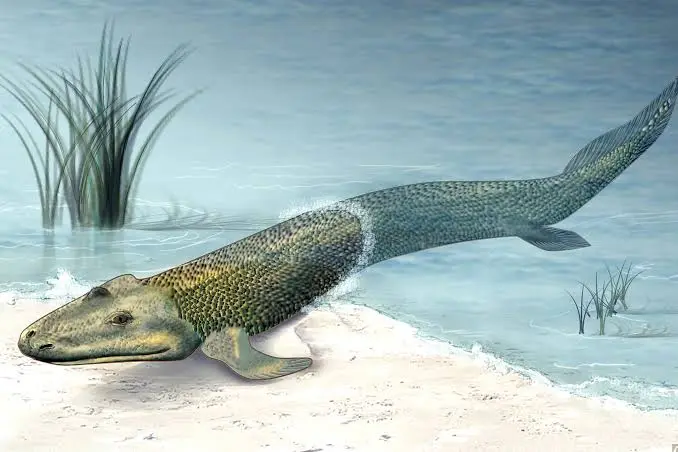 A picture of Tiktaalik - he needs to go back