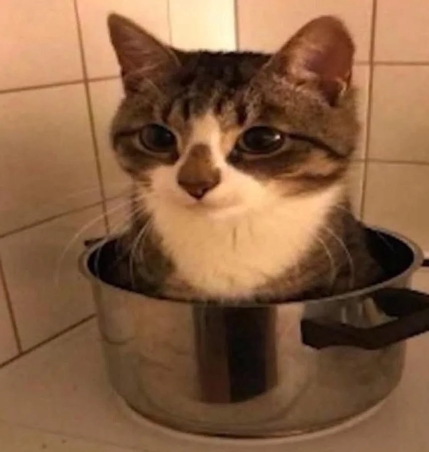 cat in pot