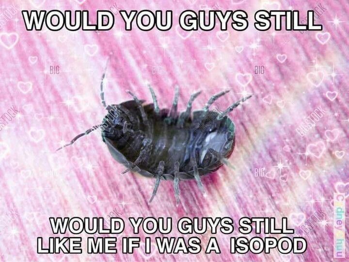 "would you still love me if I were an isopod (aka rolly pokley or pill bug)" with a photo of the animal upside down being cute