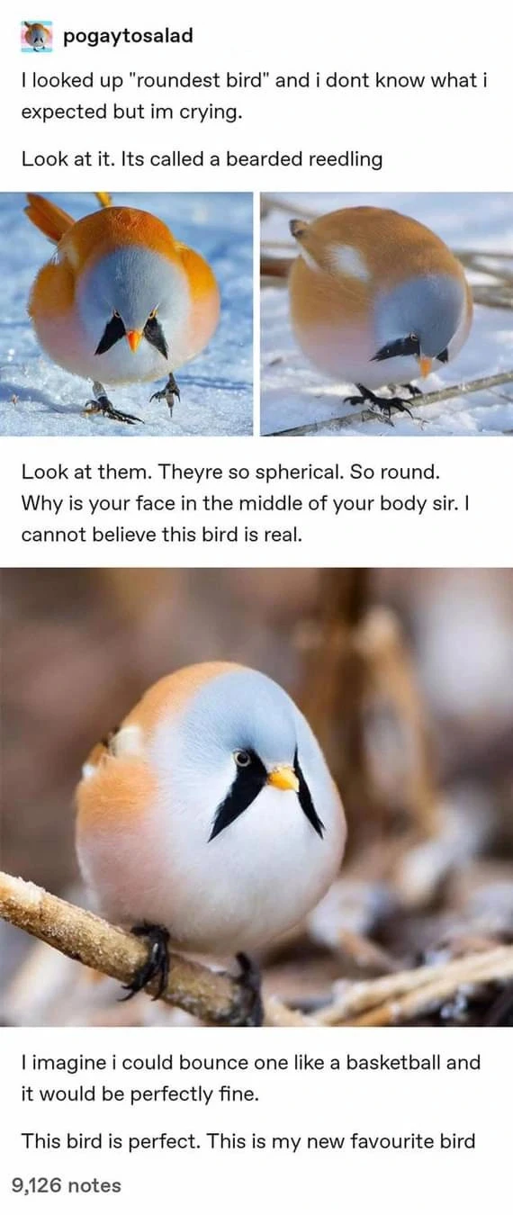 post by pogaytosalad: "I looked up "roundest bird" and i dont know what i expected but im crying. Look at it. Its called a bearded reedling." <images of a very round bird 'bearded reedling'>  "Look at them. Theyre so spherical. So round. Why is your face in the middle of your body sir. I cannot believe this bird is real." <image of the bird again> "I imagine i could bounce one like a basketball and it would be perfectly fine. This bird is perfect. This is my new favorite bird" 9,126 notes