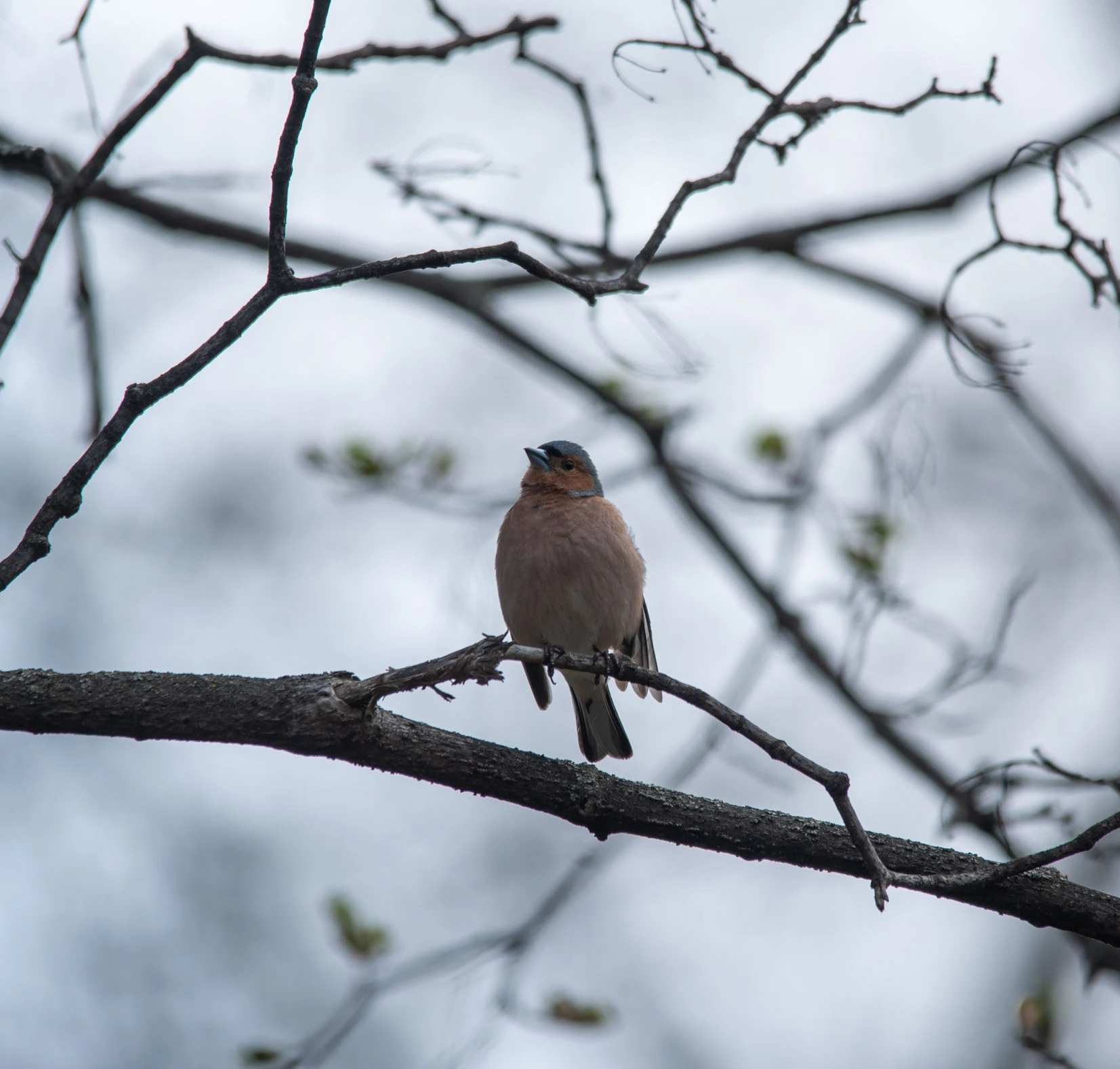 bird on a tree branch