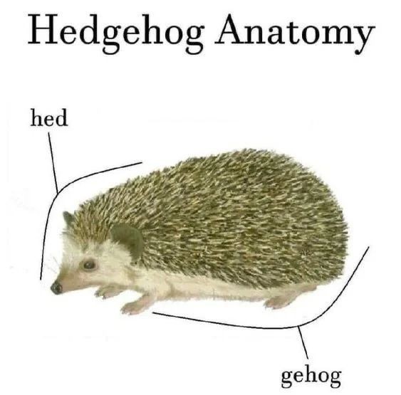 "hedgehog anatomy" where the head of the animal is pointing to "hed" and the rest is pointing to "dgehog"