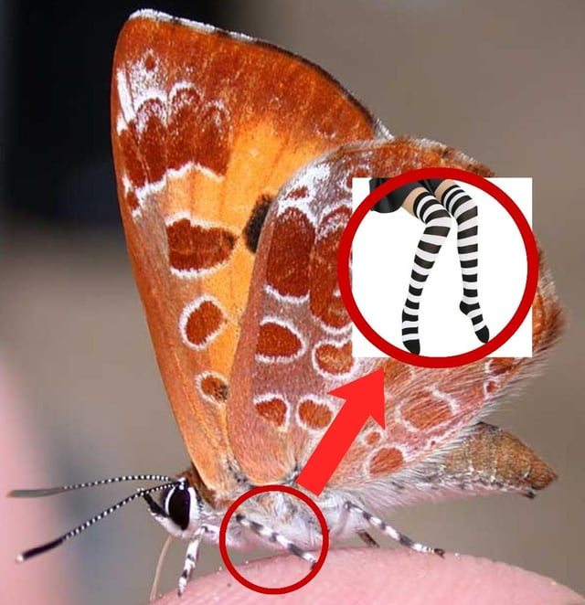 The image shows a butterfly with orange and brown wings. An arrow points from the butterfly to black and white thigh highs