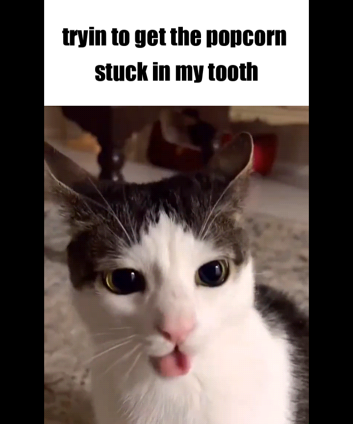 cat making scrunched faces, text that says "tryin to get the popcorn stuck in my tooth"