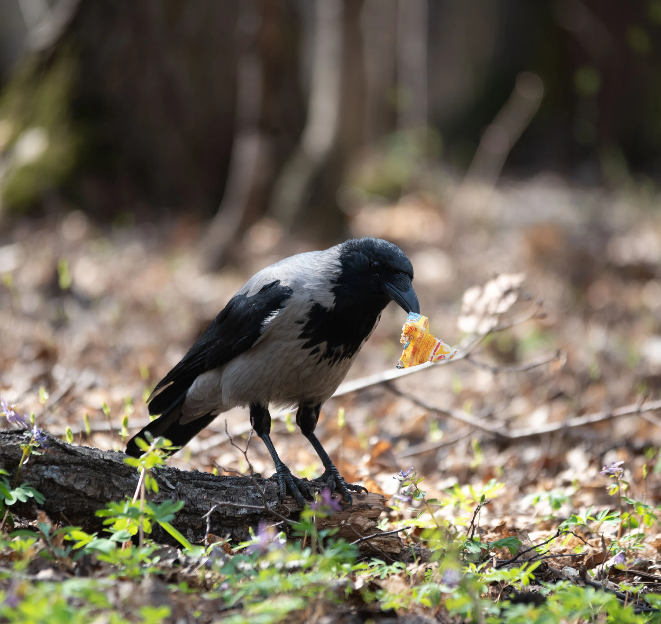 Hooded crow on a piece of wood with a piece of candy wrapper in its beak