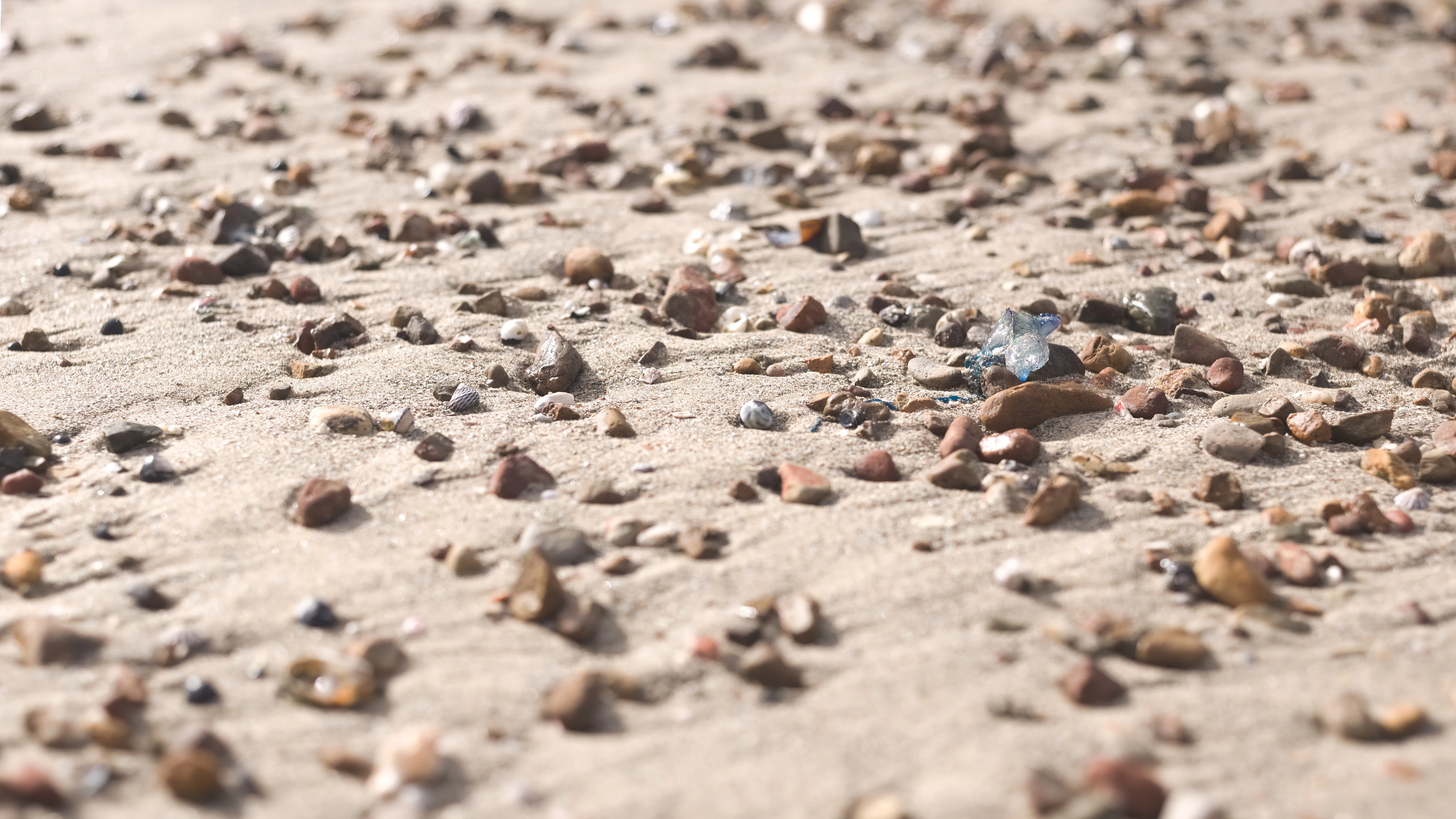 A bluebottle (the sea animal) washed up onto a beach. It is sitting amongst sand and small rocks