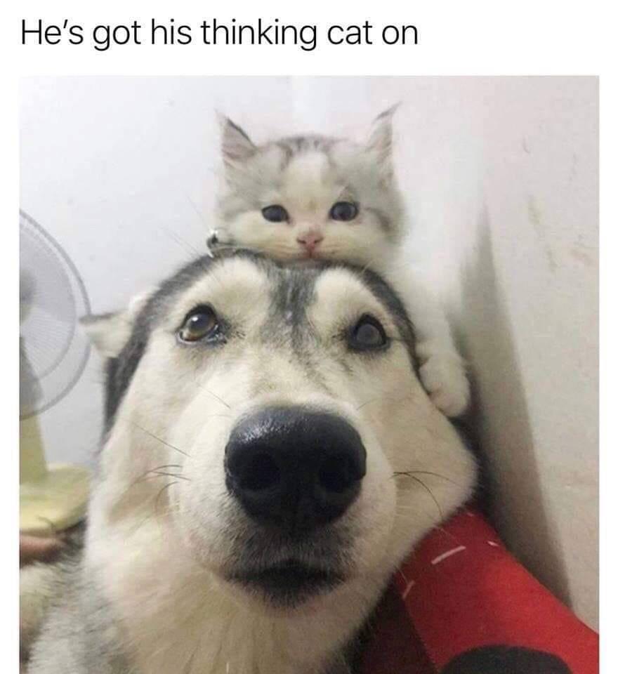 "He's got his thinking cat on" Picture of a dog with a cat on it's head