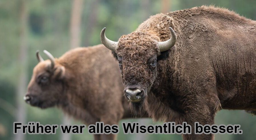 Foto von zwei Wisenten, darauf Text: Früher war alles Wisentlich besser.