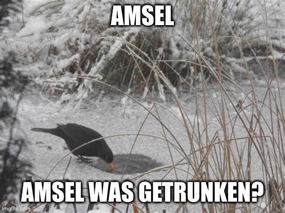 Ein Bild von einer Amsel am trinken. Top Text: Amsel. Bottom Text: Amsel was getrunken?