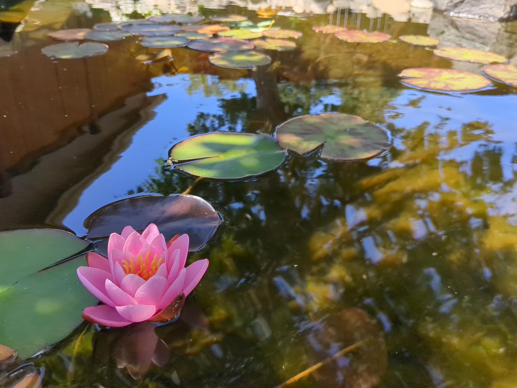 Lily Bloom