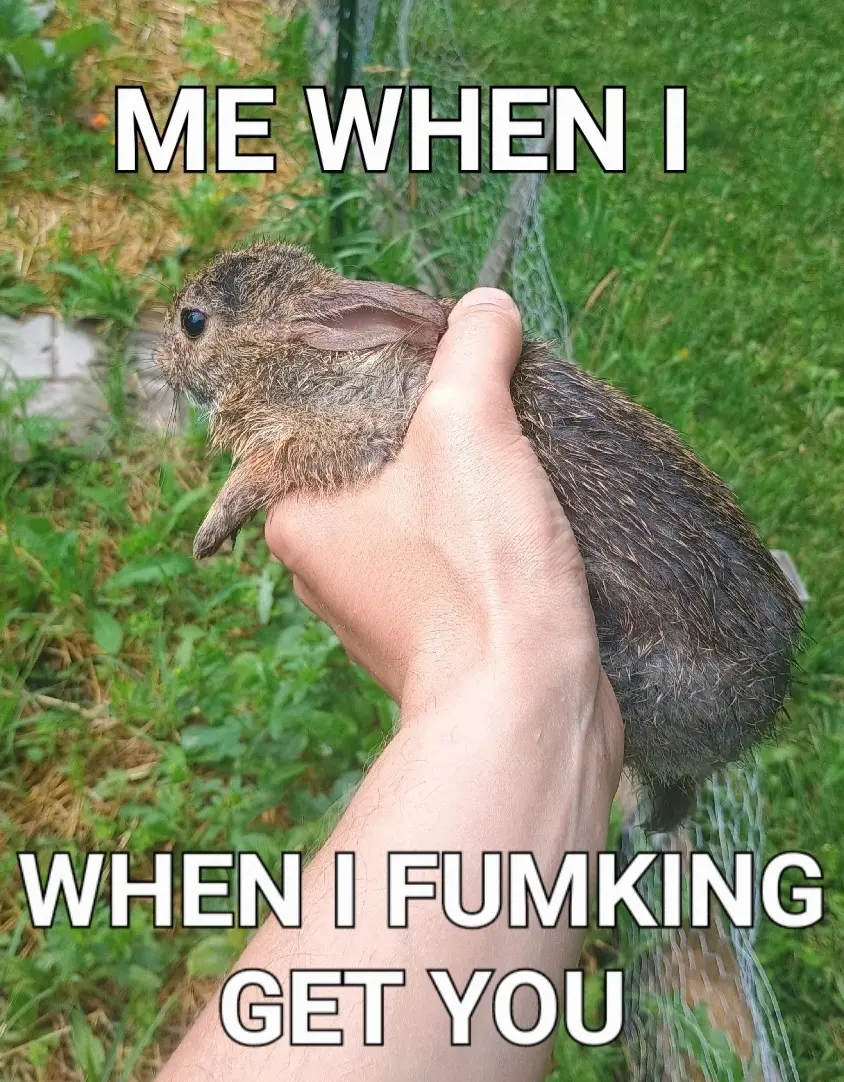 Picture of an adorable little bunny having been caught in the left hand of the photographer. It is sopping wet from sprinting through the wet, dewey vegetation of the photographer's garden while fleeing capture.

The caption reads as follows:
"ME WHEN I"
"WHEN I FUMKING GET YOU"