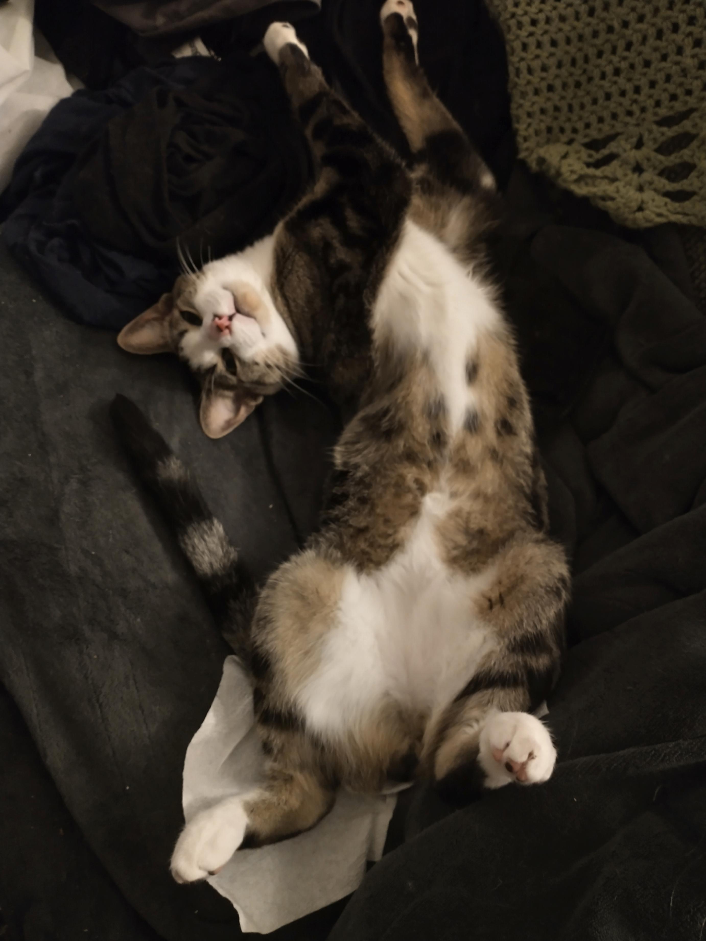 Classic tabby upside down with his paws up