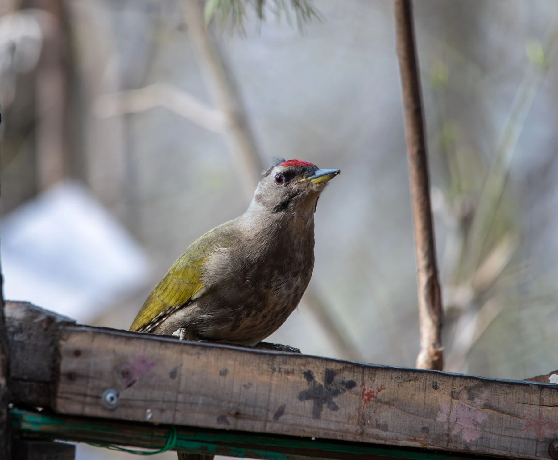 Grey headed woodpecker on top of a piece of mildly processed wood